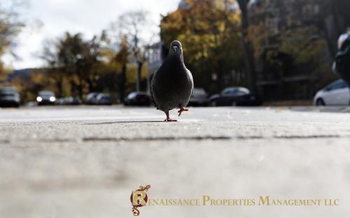 Walking is Good for You